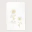 Bild von Geschirrtuch SUNFLOWER/w