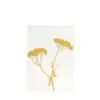 Bild von Grüßkarte CARD-YARROW-DIN-B6
