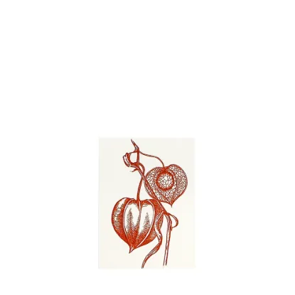 Bild von Grüßkarte CARD-PHYSALIS-DIN-small