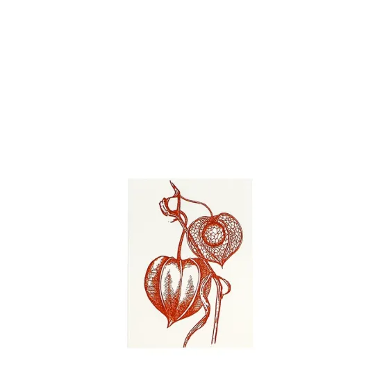 Bild von Grüßkarte CARD-PHYSALIS-DIN-small