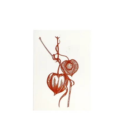 Bild von Grüßkarte CARD-PHYSALIS-DIN-B6