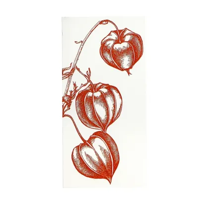 Bild von Grüßkarte CARD-PHYSALIS-DIN-lang