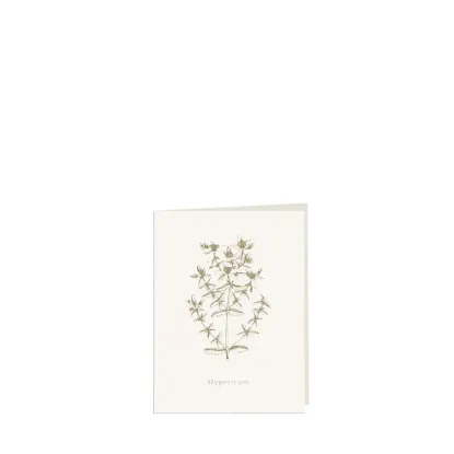 Bild von Grüßkarte CARD-HYPERICUM-small (9 x 12 )