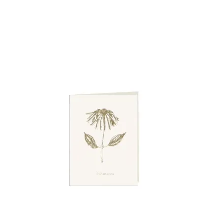 Bild von Grüßkarte CARD-ECHINACEA-small (9 x 12 )
