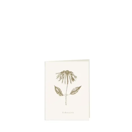 Bild von Grüßkarte CARD-ECHINACEA-small (9 x 12 )