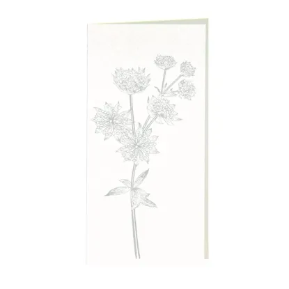 Bild von Grüßkarte CARD-ASTRANTIA-DIN-lang (10,5 x 21)