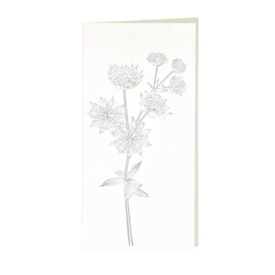 Bild von Grüßkarte CARD-ASTRANTIA-DIN-lang (10,5 x 21)