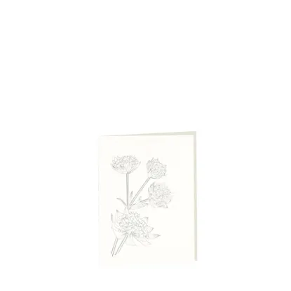 Bild von Grüßkarte CARD-ASTRANTIA-small (9 x 12 )