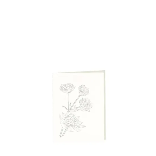 Bild von Grüßkarte CARD-ASTRANTIA-small (9 x 12 )
