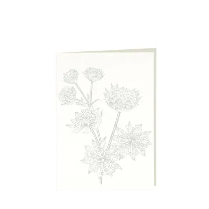 Bild von Grüßkarte CARD-ASTRANTIA-DIN-B6 (12,5 x 17,6 )