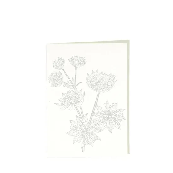 Bild von Grüßkarte CARD-ASTRANTIA-DIN-B6 (12,5 x 17,6 )
