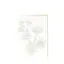Bild von Grüßkarte CARD-ASTRANTIA-DIN-B6 (12,5 x 17,6 )