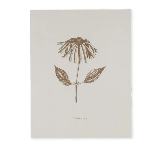 Bild von Notizbuch BOOK-ECHINACEA (18 x 23)